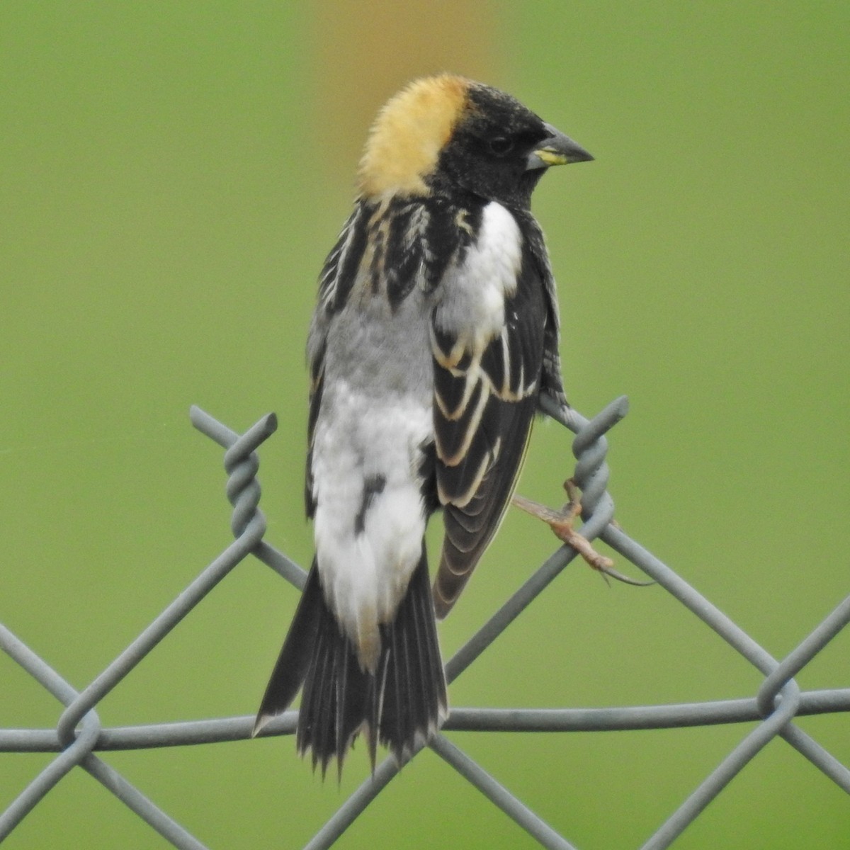 bobolink americký - ML568401051