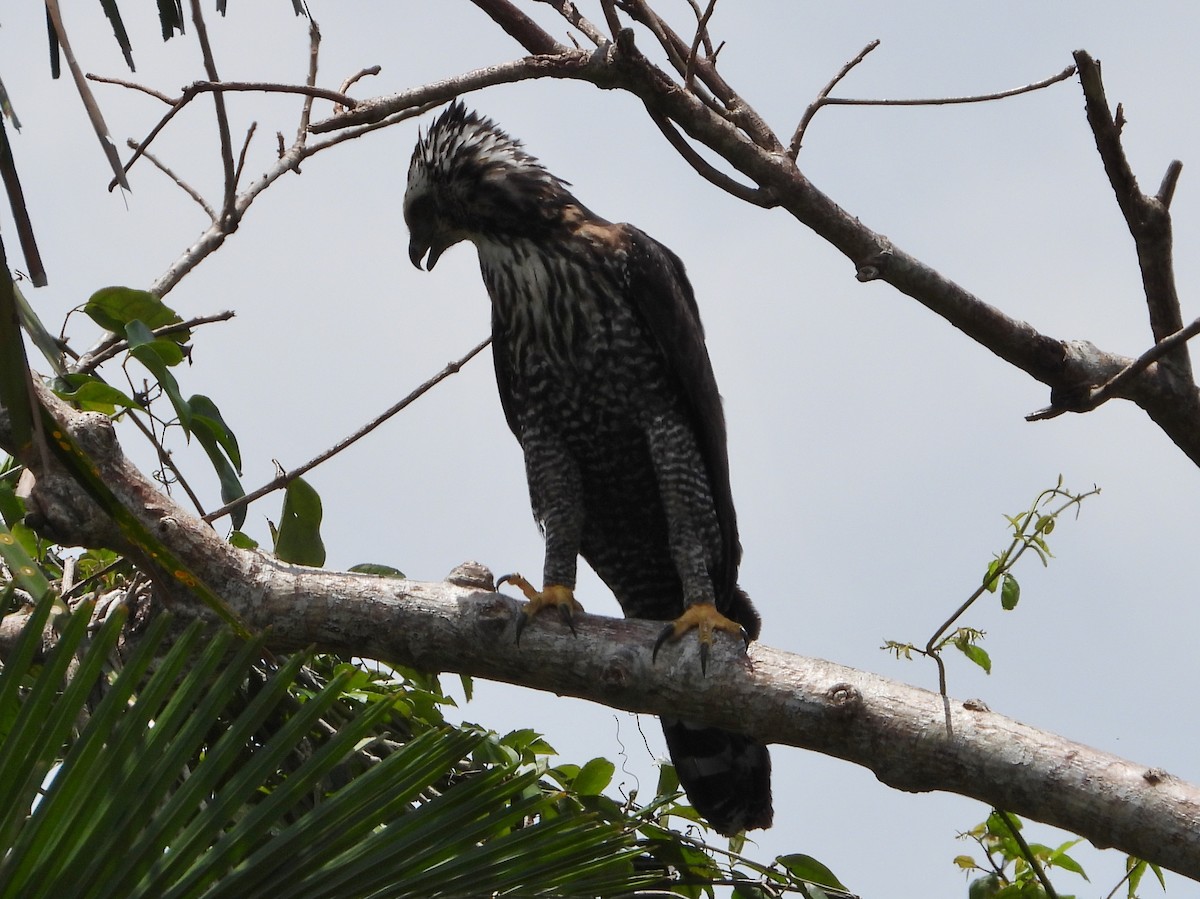 Black Hawk-Eagle - ML568401101