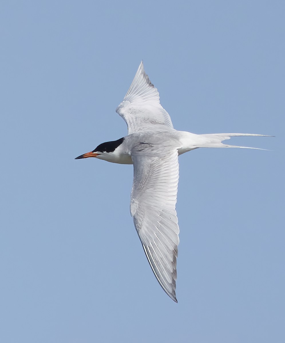 Forster's Tern - ML568401221