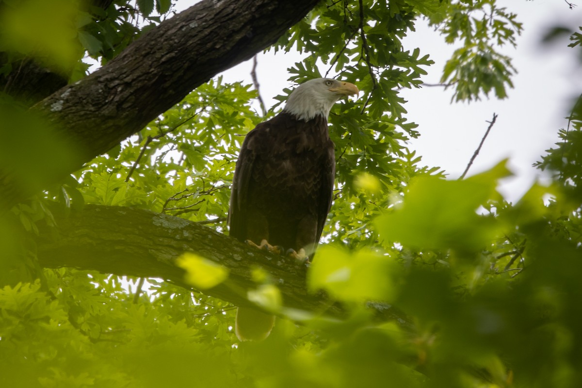 Weißkopf-Seeadler - ML568401481