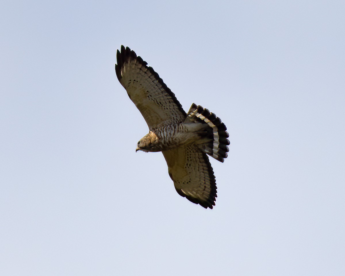 Broad-winged Hawk - Kelly White