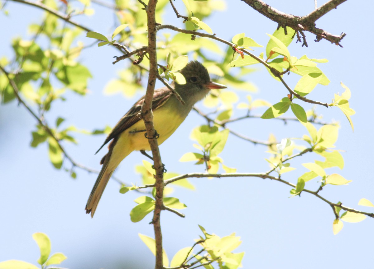 Great Crested Flycatcher - ML56840191