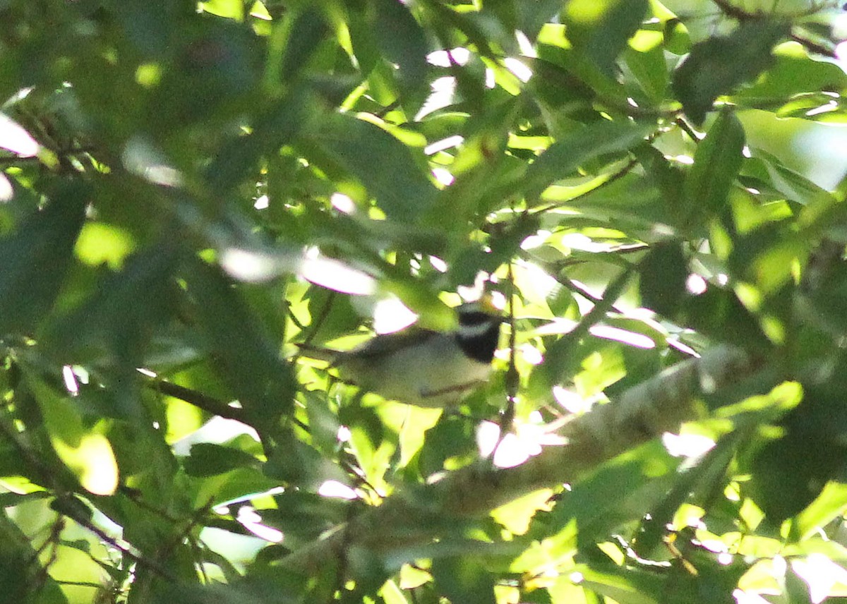 Golden-winged Warbler - Colette Micallef