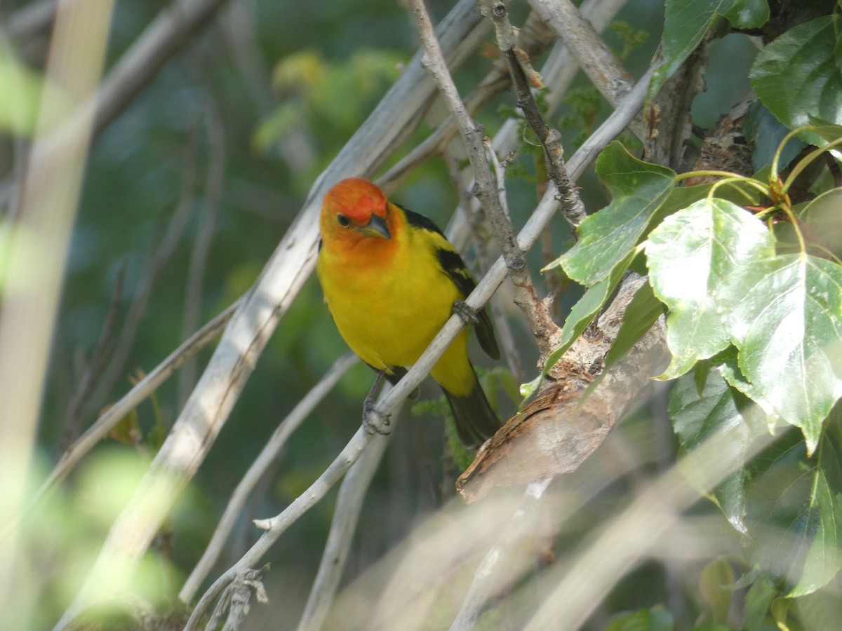 Western Tanager - ML568405661