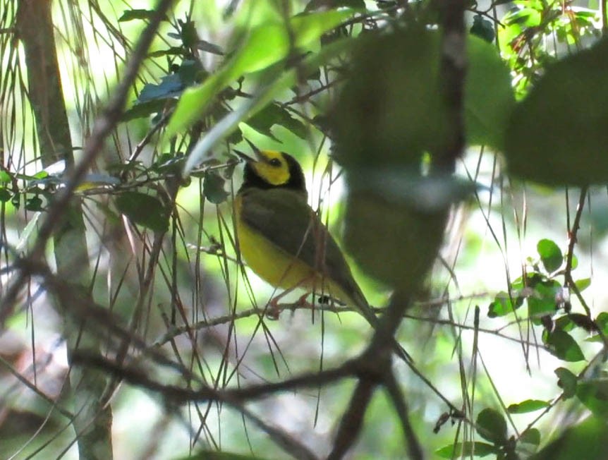 Hooded Warbler - ML56840631