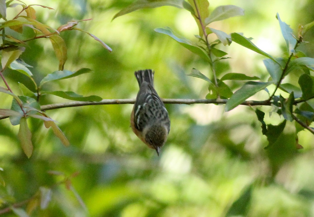 Bay-breasted Warbler - ML56840731