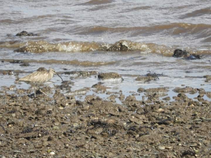 Whimbrel - ML568407421