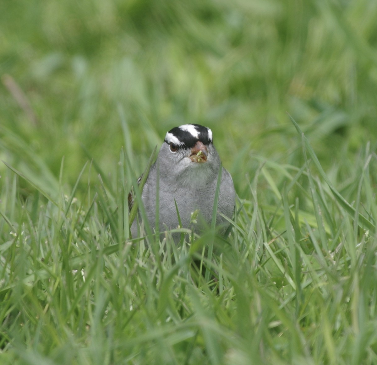 Bruant à couronne blanche (leucophrys) - ML568407551