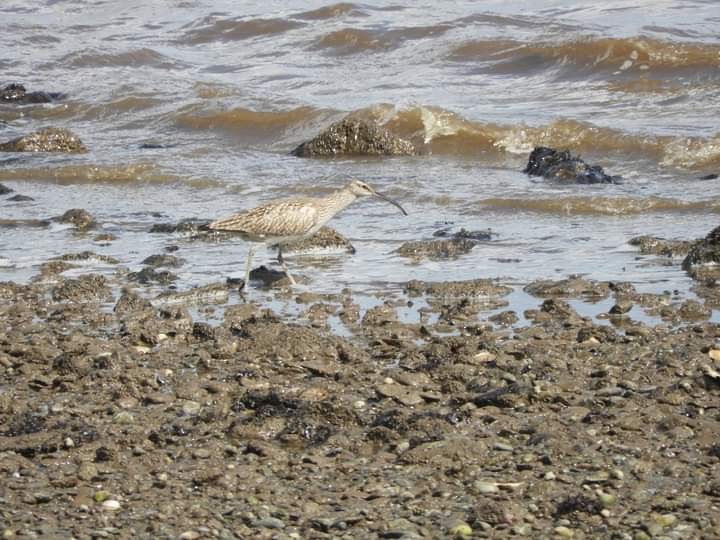 Whimbrel - ML568407751
