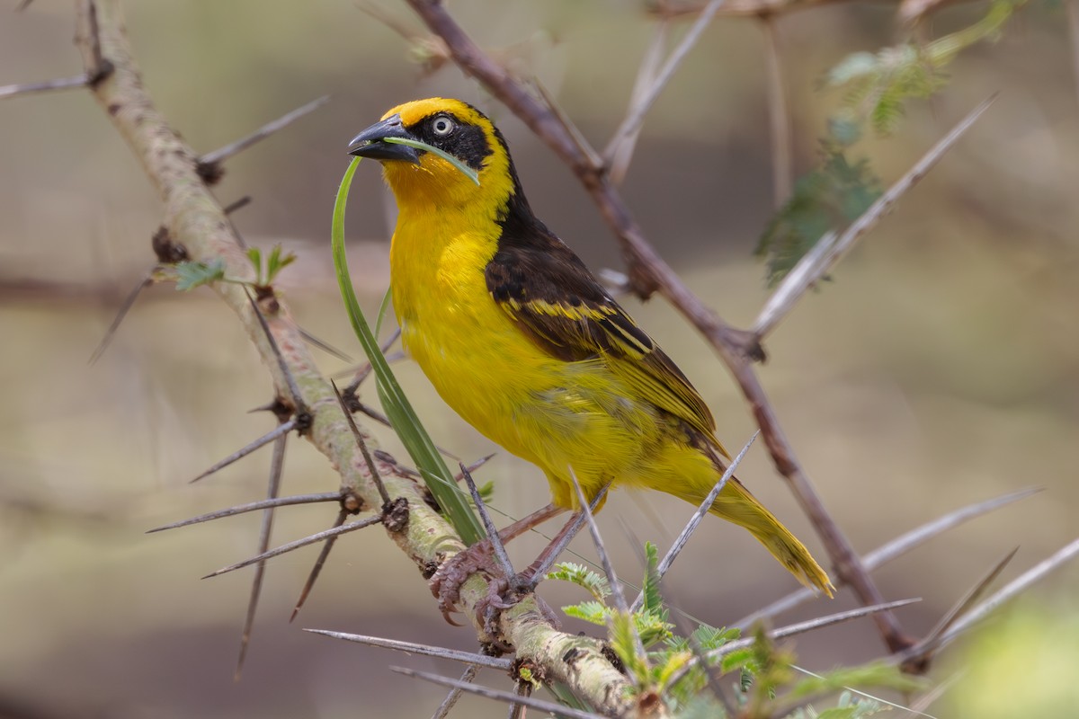 Baglafecht Weaver - Steve Kelling