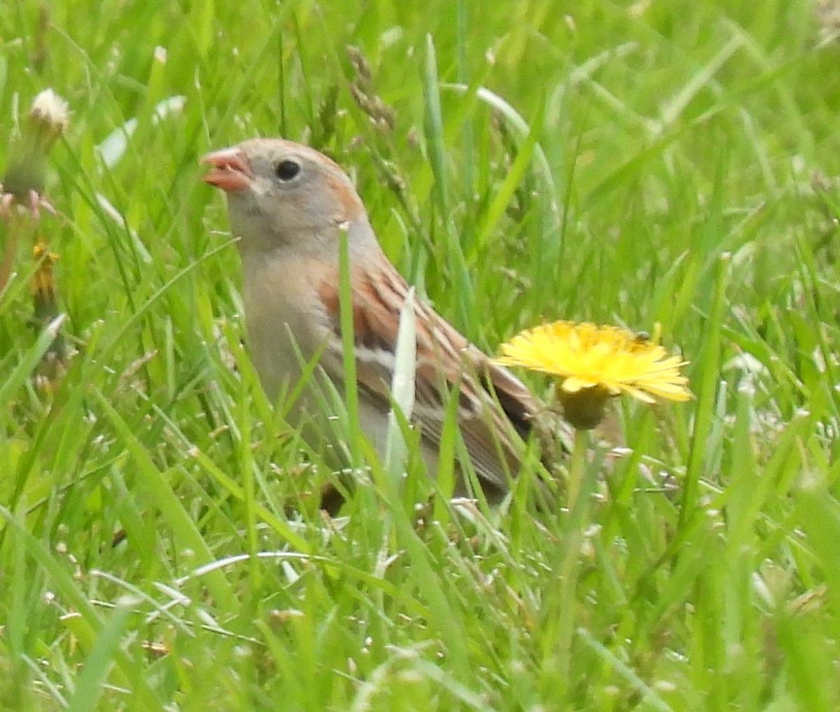 Field Sparrow - ML568408881