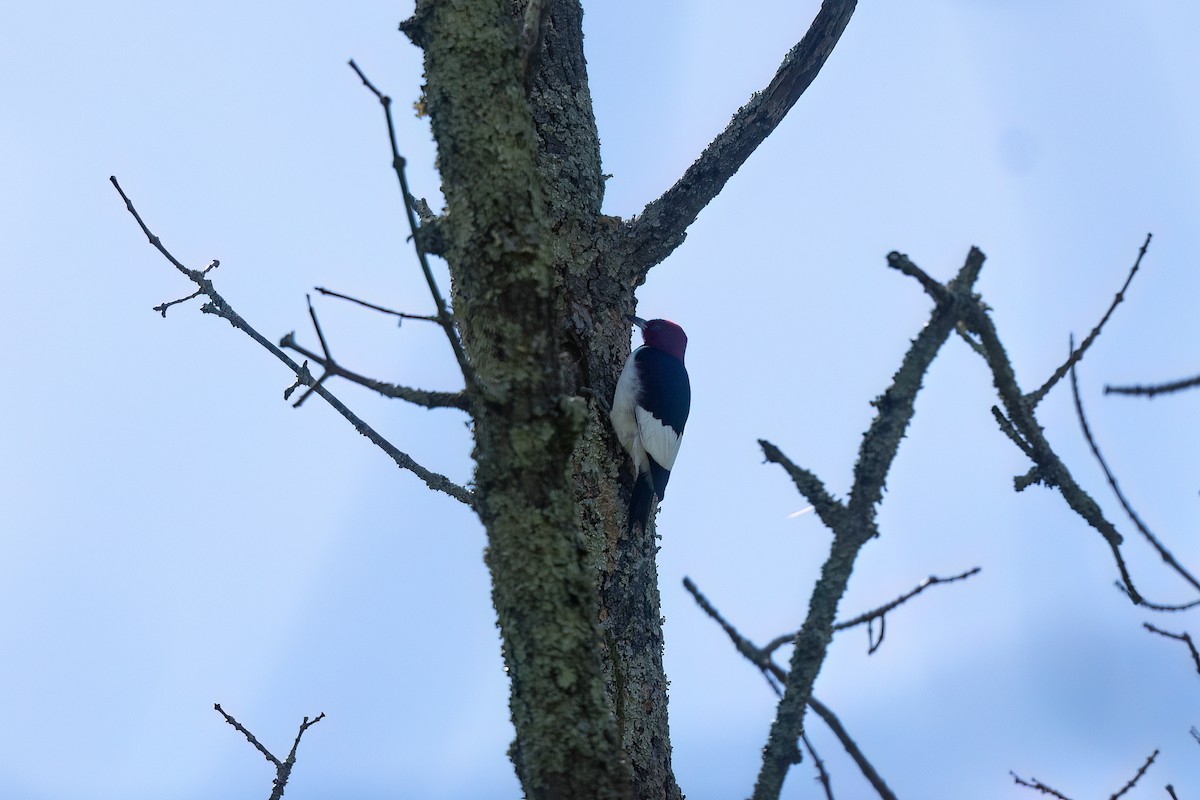 Red-headed Woodpecker - ML568408961
