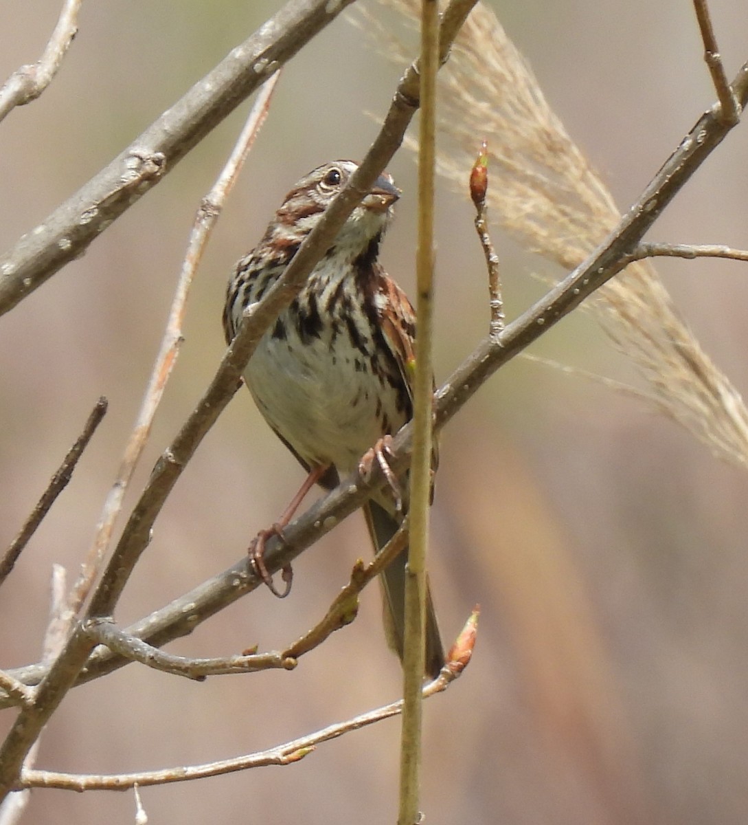 Song Sparrow - ML568409291