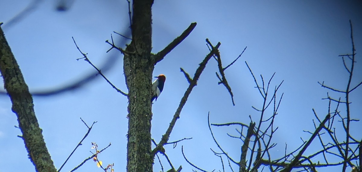 Red-headed Woodpecker - ML568409371
