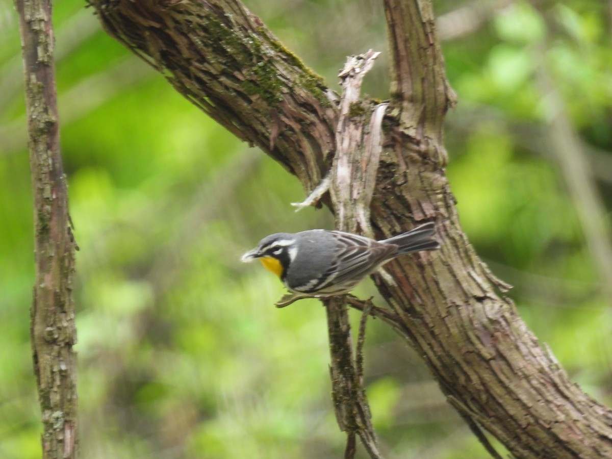 Yellow-throated Warbler - Elizabeth Brown