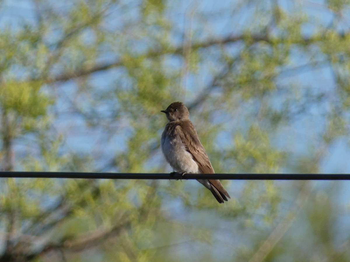 Northern Rough-winged Swallow - ML568412571