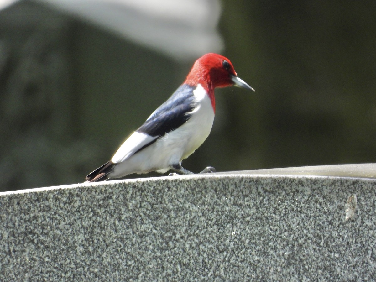 Red-headed Woodpecker - ML568413731