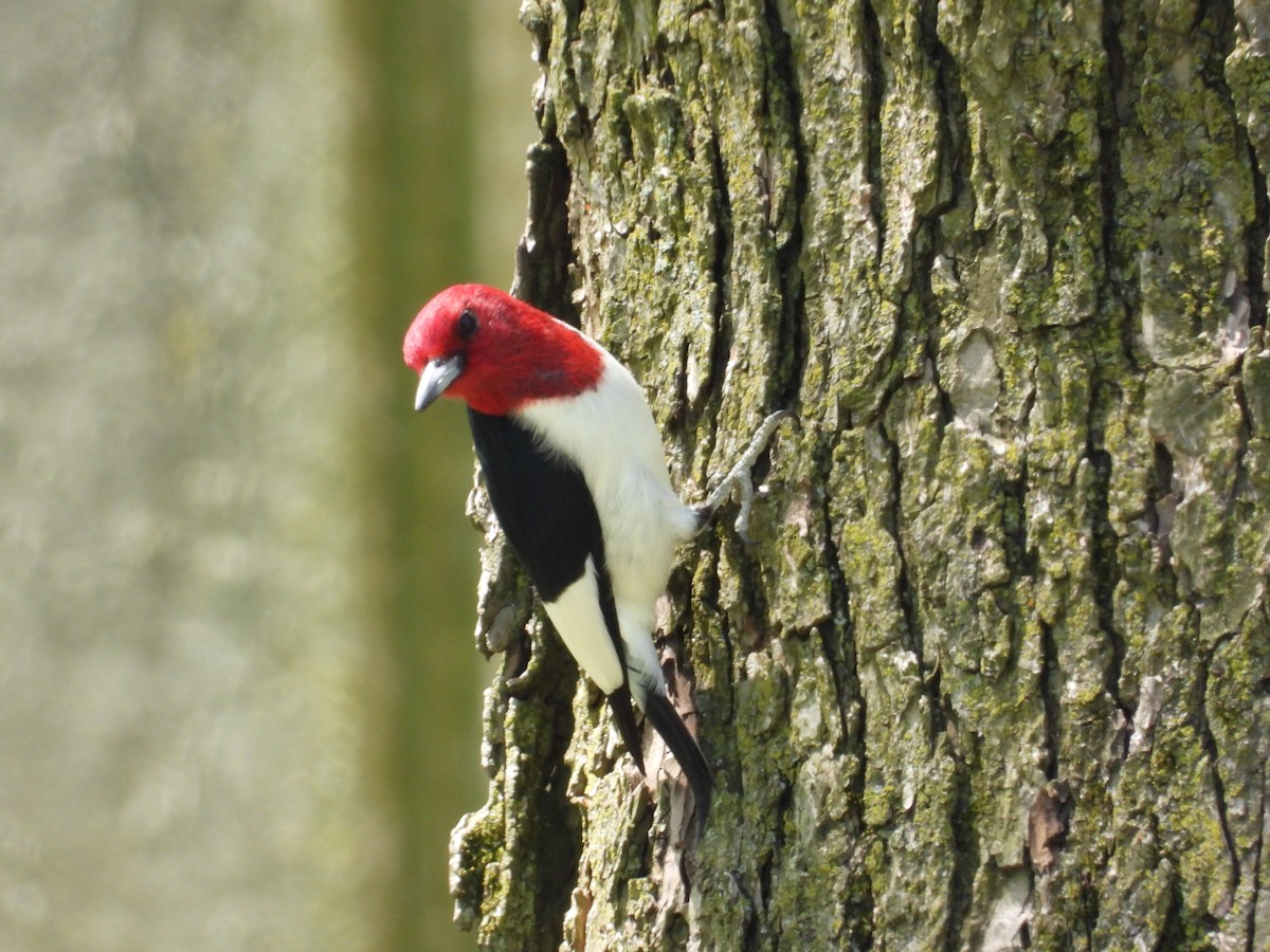 Red-headed Woodpecker - ML568413751