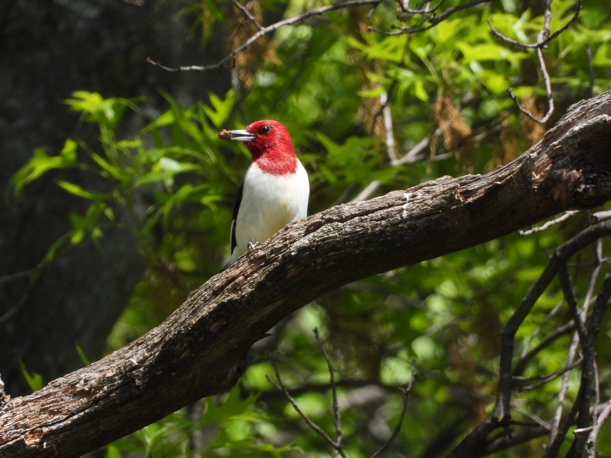 Red-headed Woodpecker - ML568413761