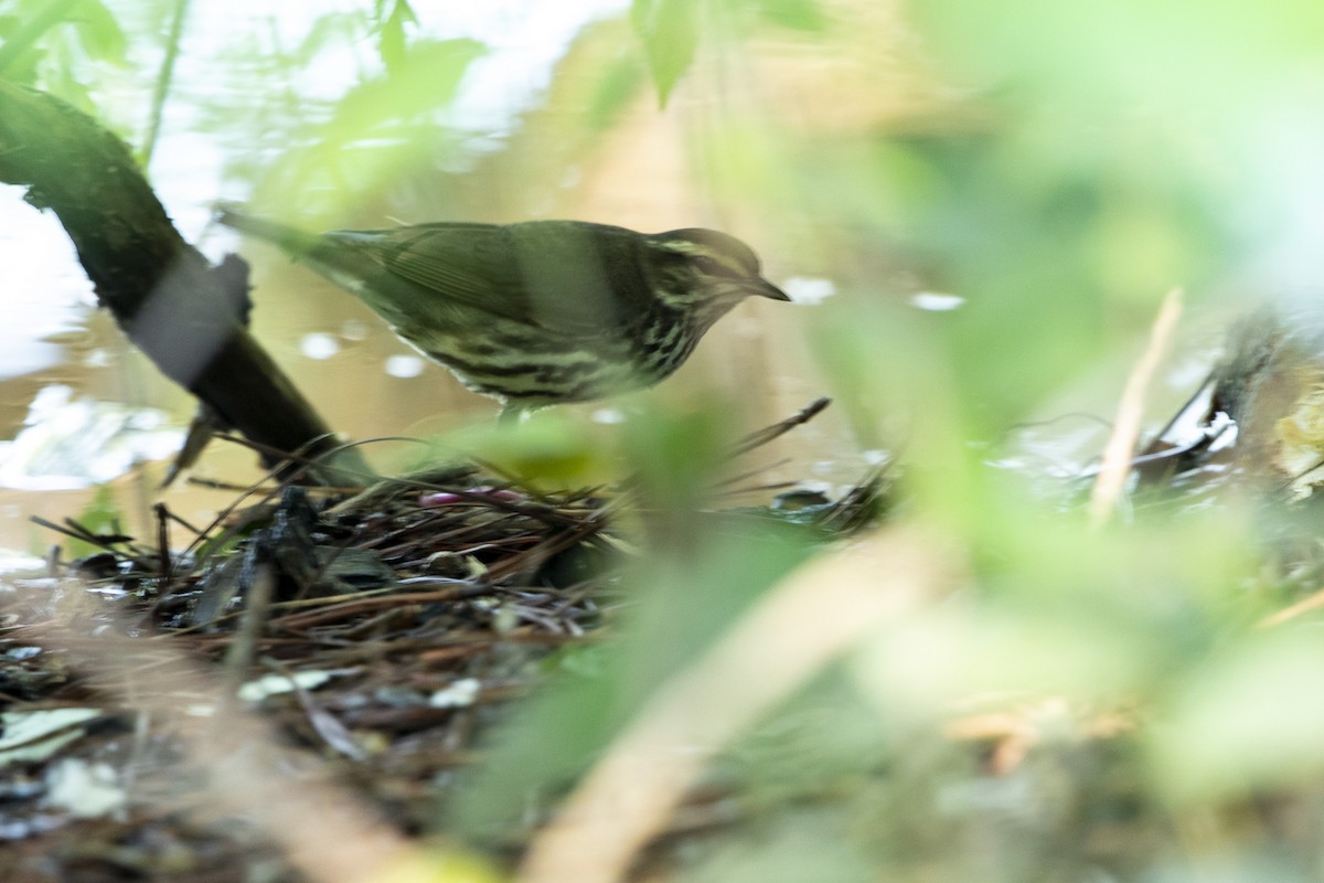 Northern Waterthrush - ML568414471