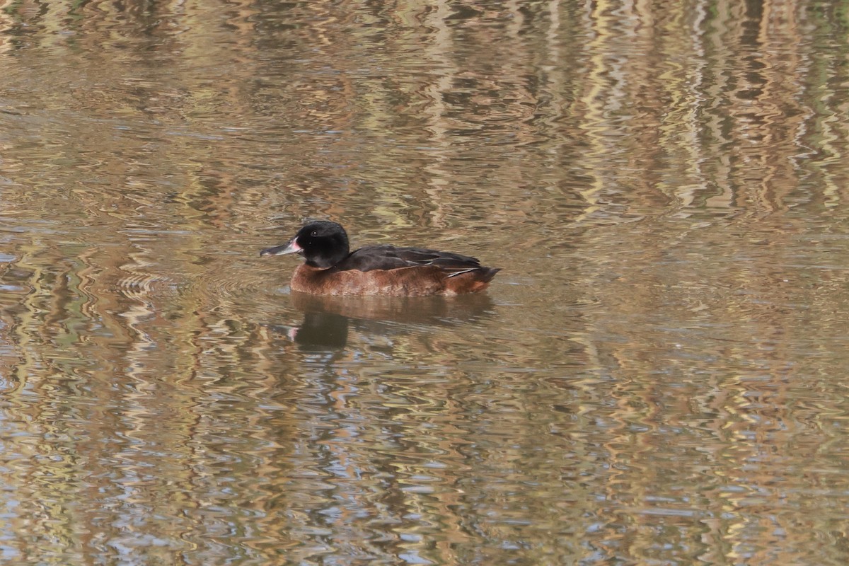 Black-headed Duck - Robert Hagen