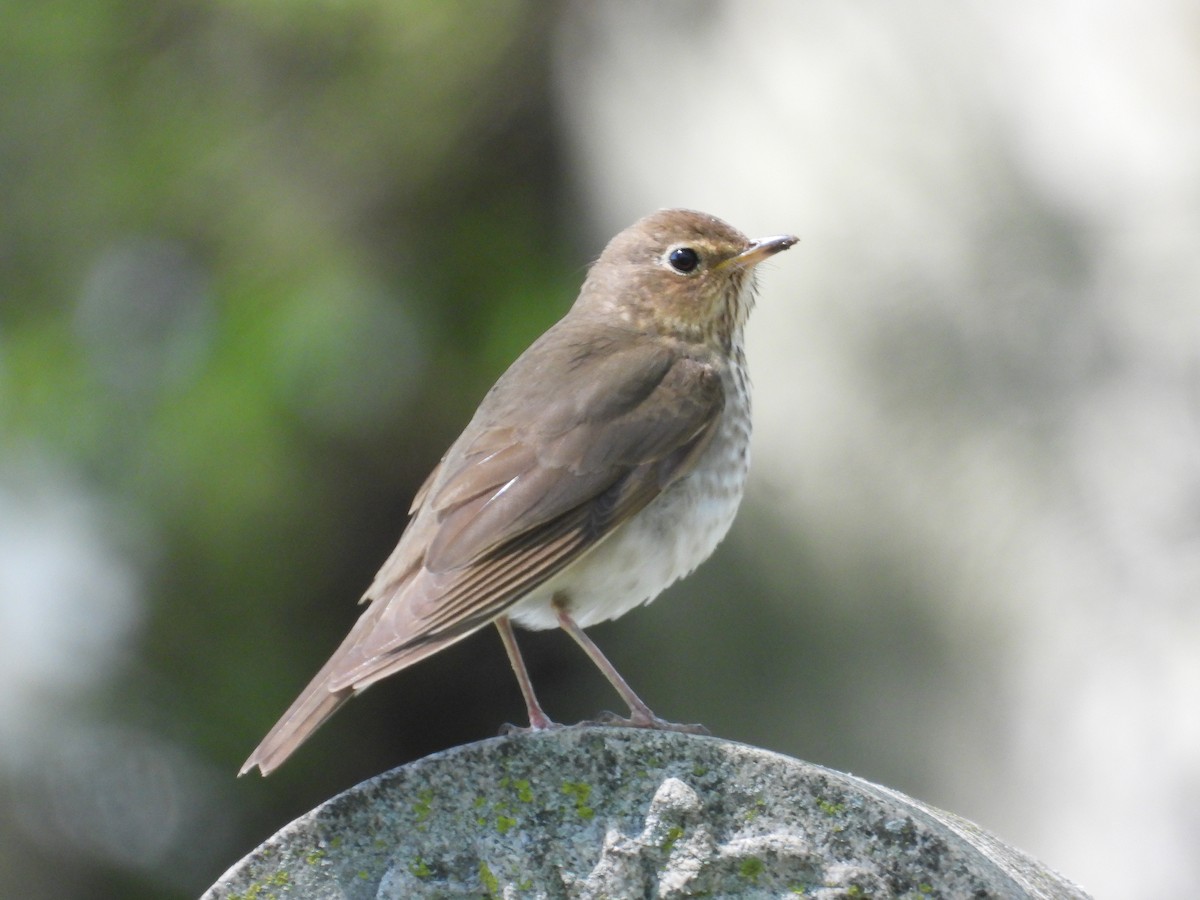 Swainson's Thrush - ML568414901