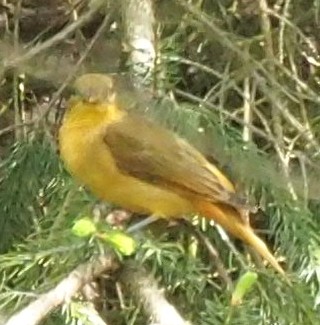 Summer Tanager - ML568414961