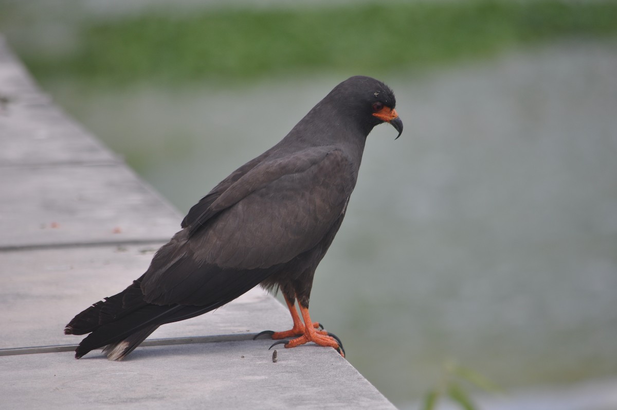 Snail Kite - Andrew Wagstaff