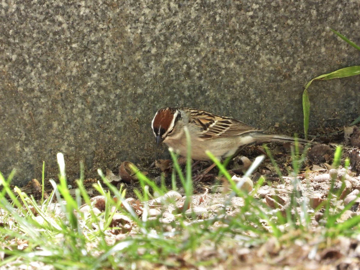 Chipping Sparrow - ML568415891