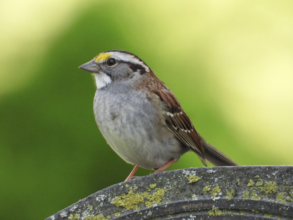 White-throated Sparrow - ML568416141