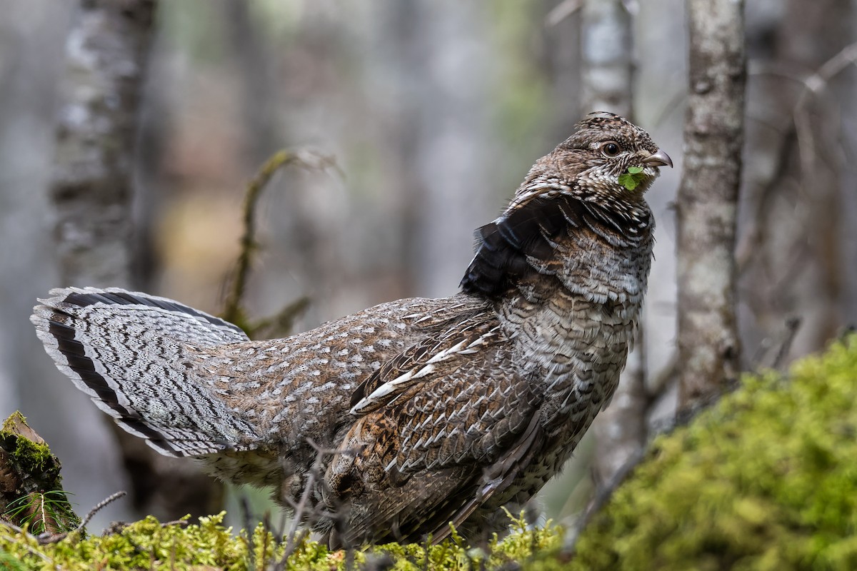 Ruffed Grouse - ML568417581