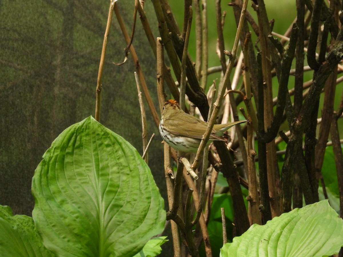 Paruline couronnée - ML568417651