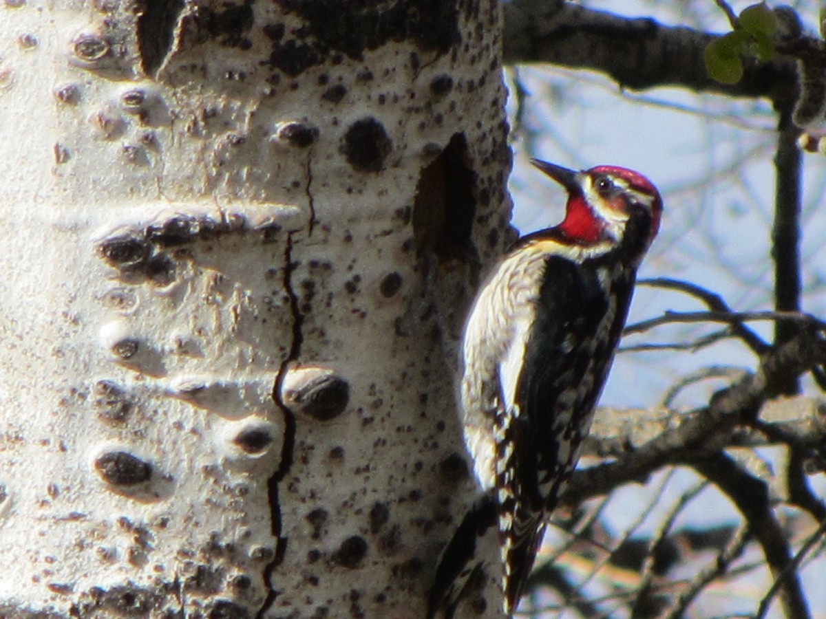 Red-naped Sapsucker - ML568417741