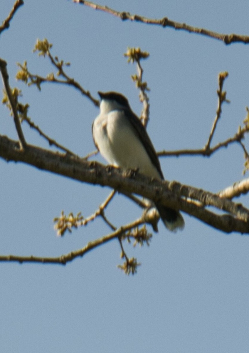 Eastern Kingbird - ML568418131