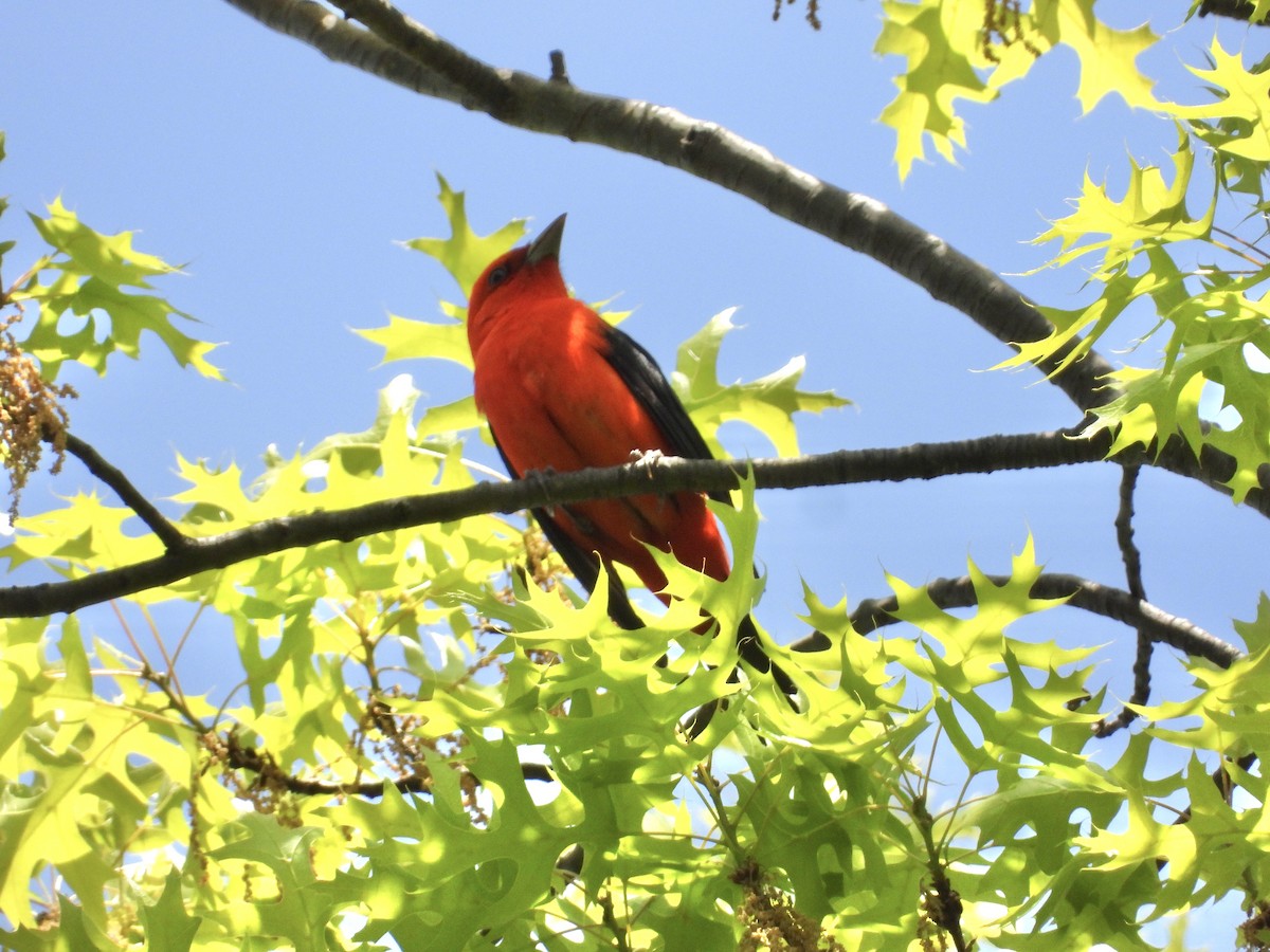 Scarlet Tanager - ML568419181