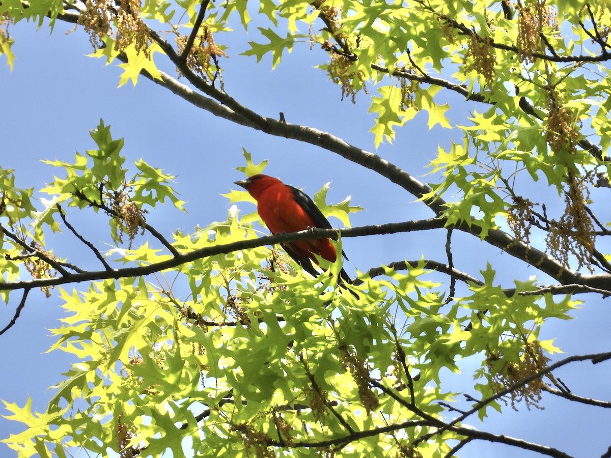 Scarlet Tanager - ML568419191