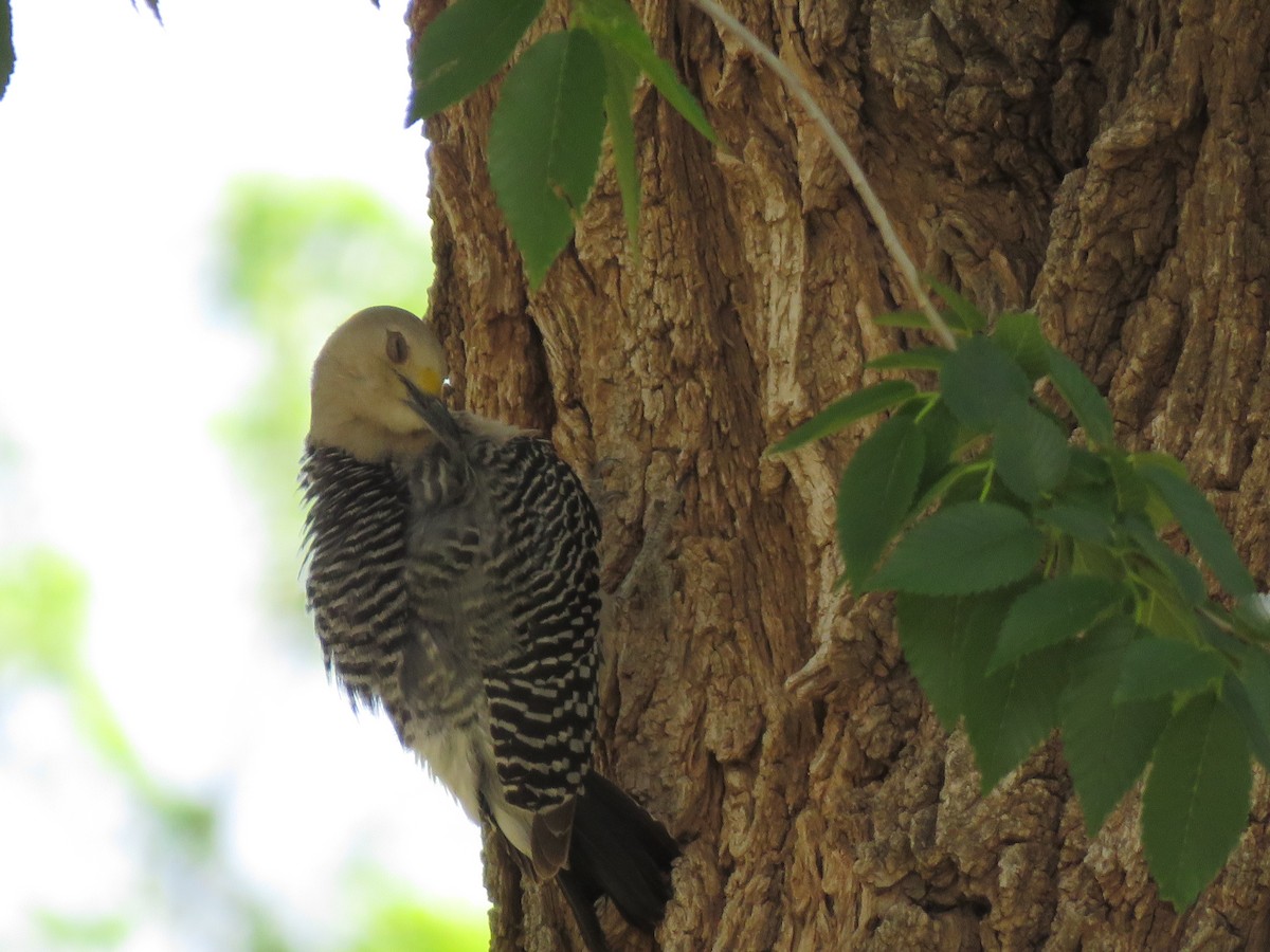 Golden-fronted Woodpecker - Anthony  Hewetson