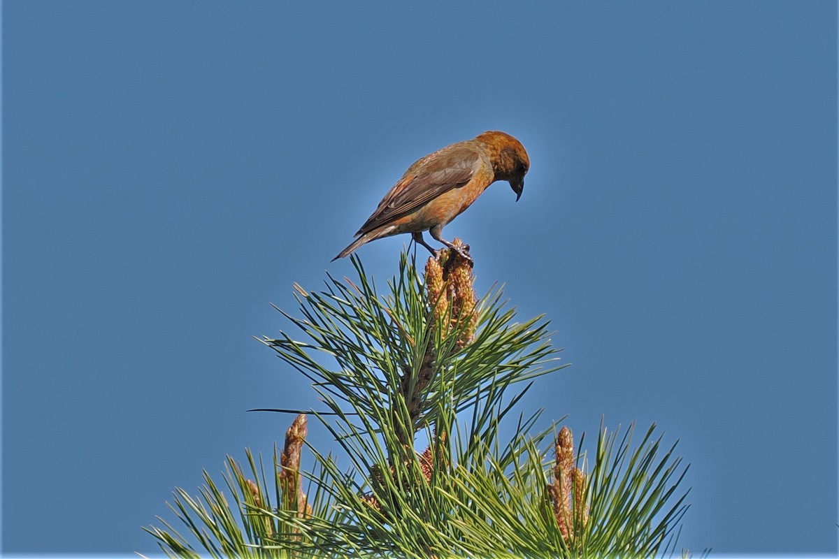 Red Crossbill - Gordon Smith