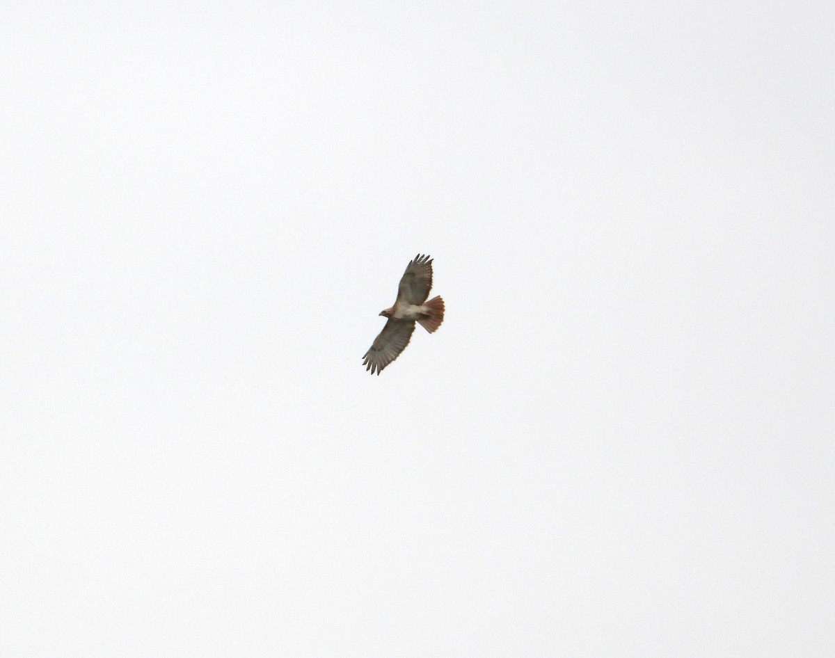 Red-tailed Hawk - ML568419461