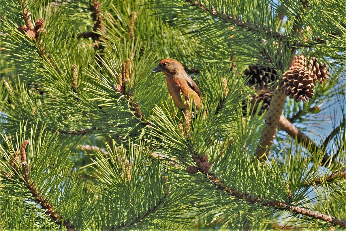 Red Crossbill - Gordon Smith