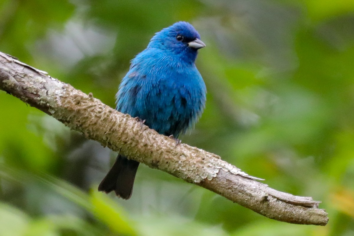 Indigo Bunting - ML568419841