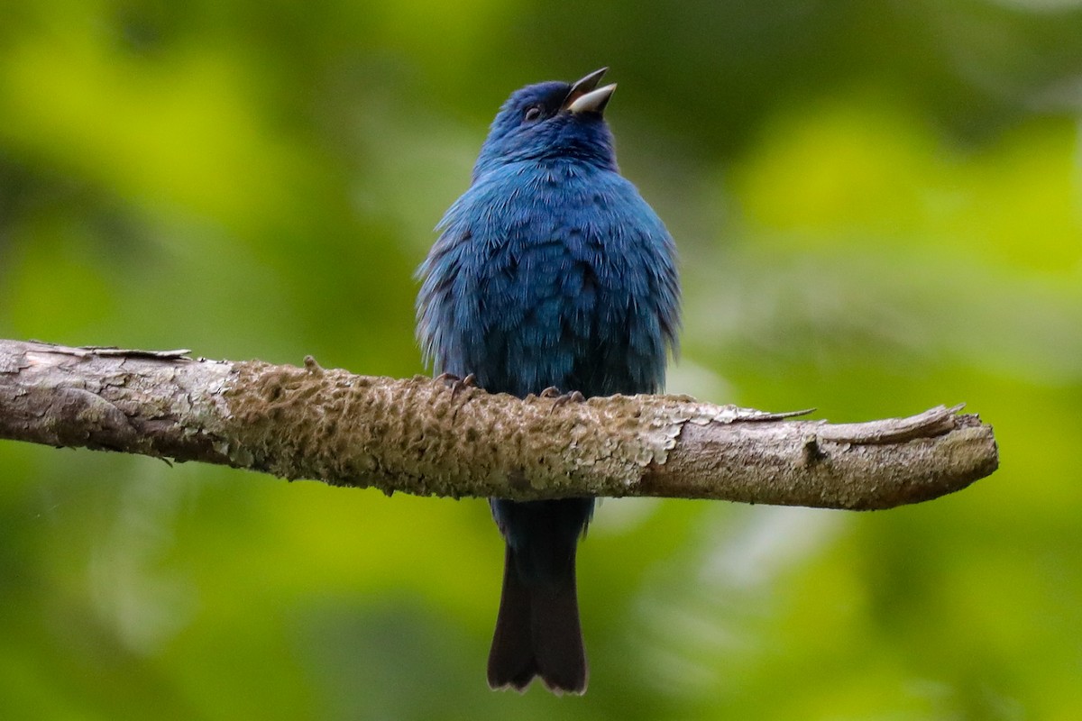 Indigo Bunting - ML568419851