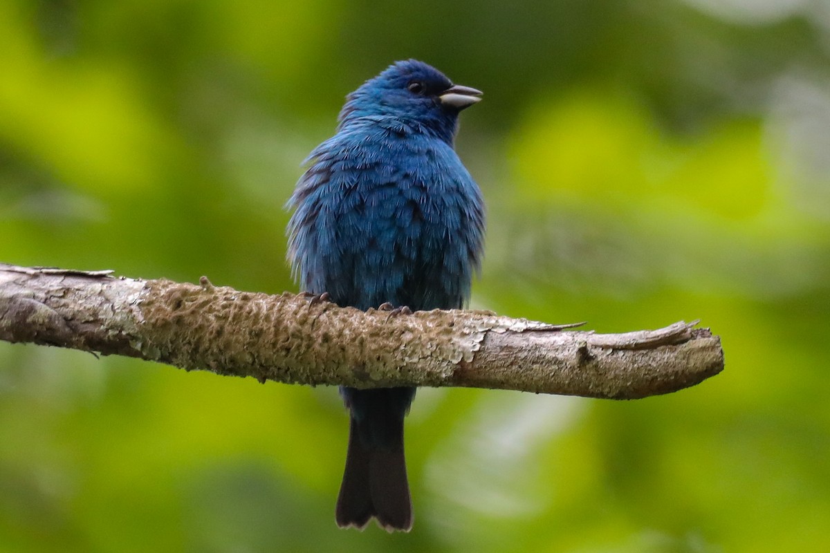 Indigo Bunting - ML568419861