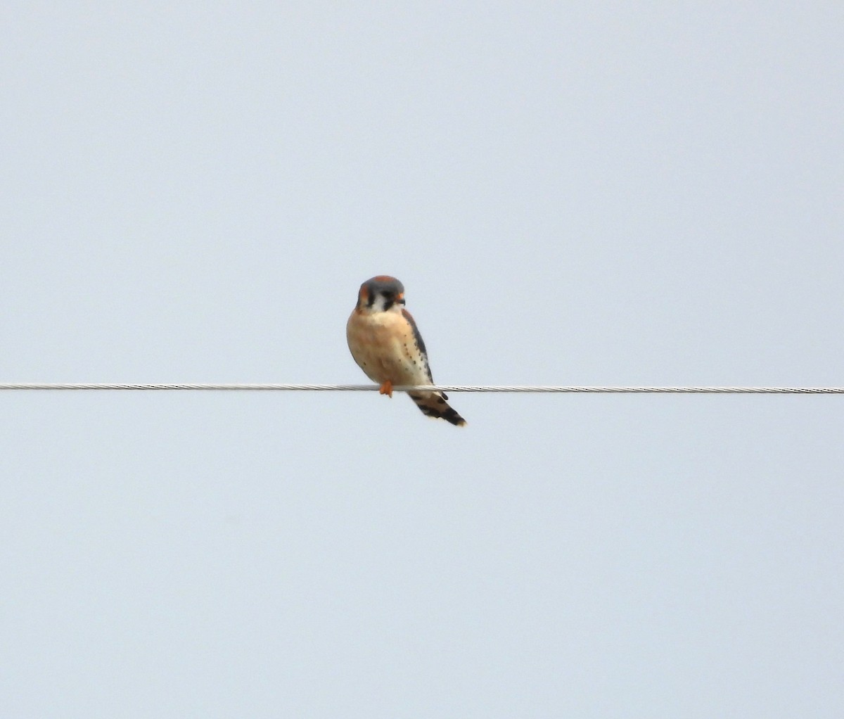 American Kestrel - ML568420261