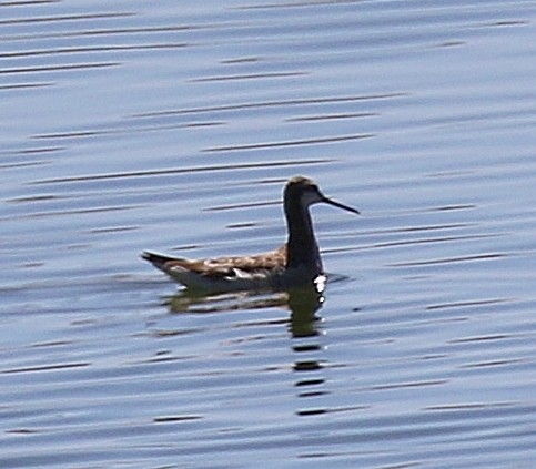 Wilson's Phalarope - Debby Parker