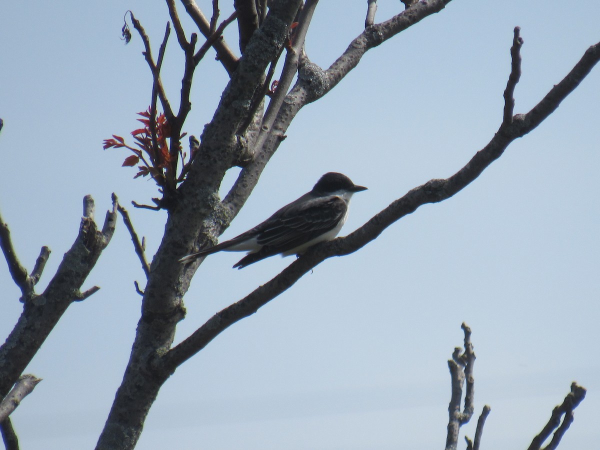 Eastern Kingbird - ML568422671