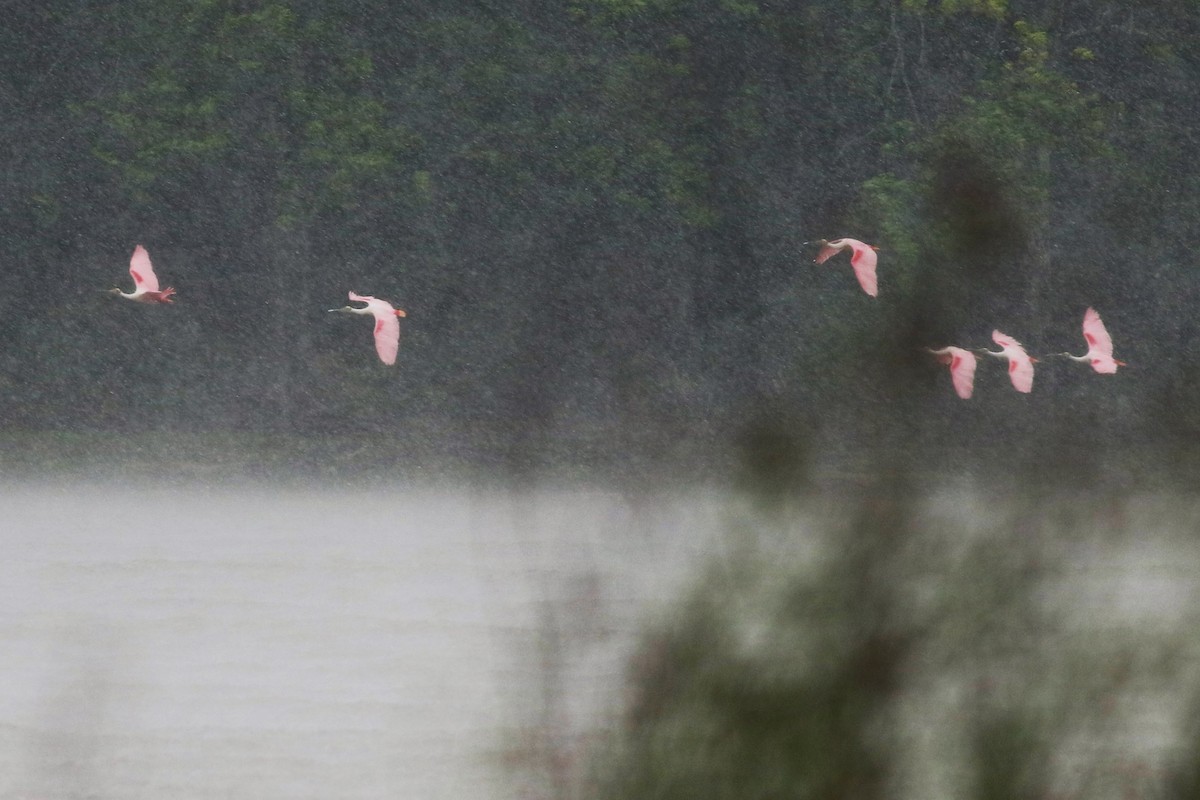 Roseate Spoonbill - ML568424841