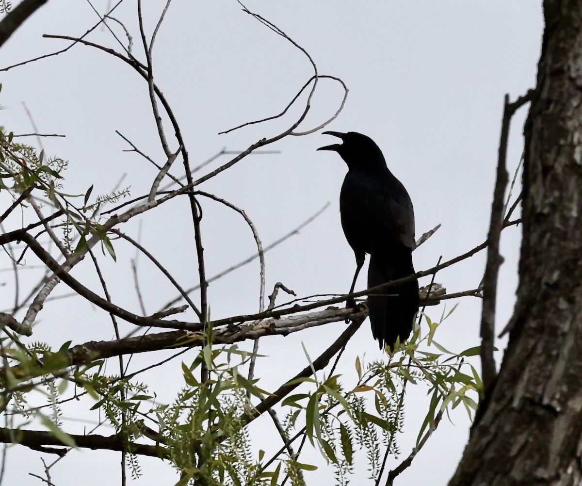 Great-tailed Grackle - ML568424971