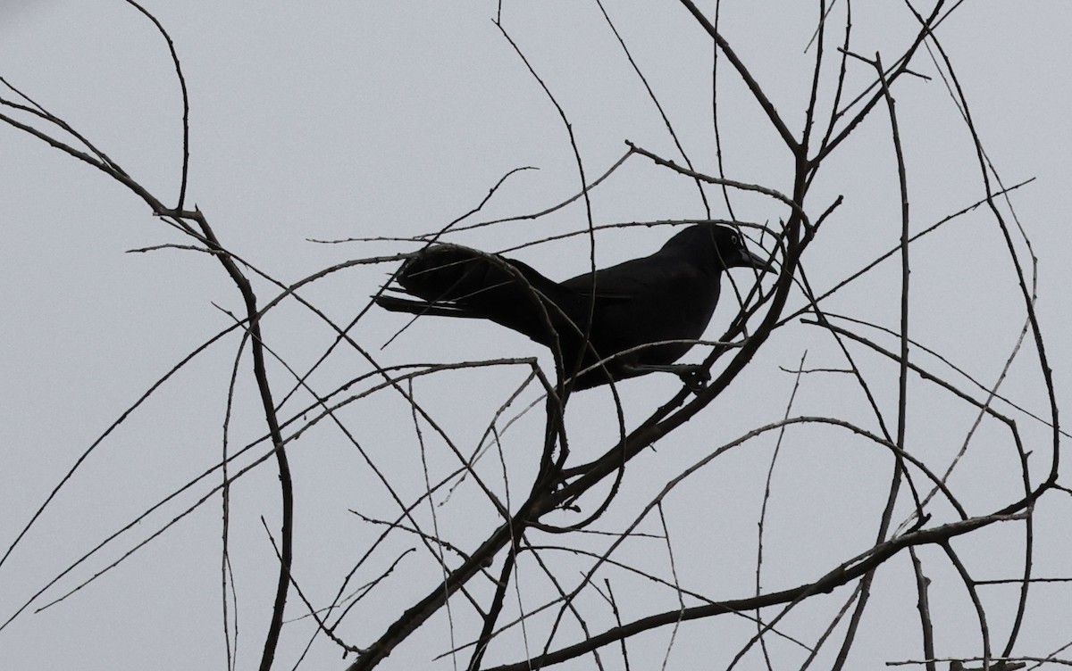 Great-tailed Grackle - ML568425021