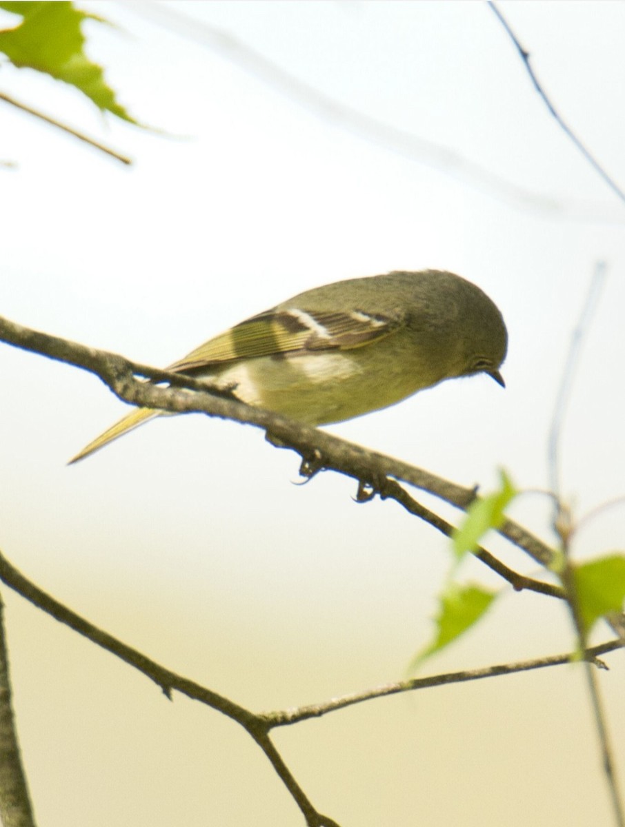 Ruby-crowned Kinglet - ML568425101